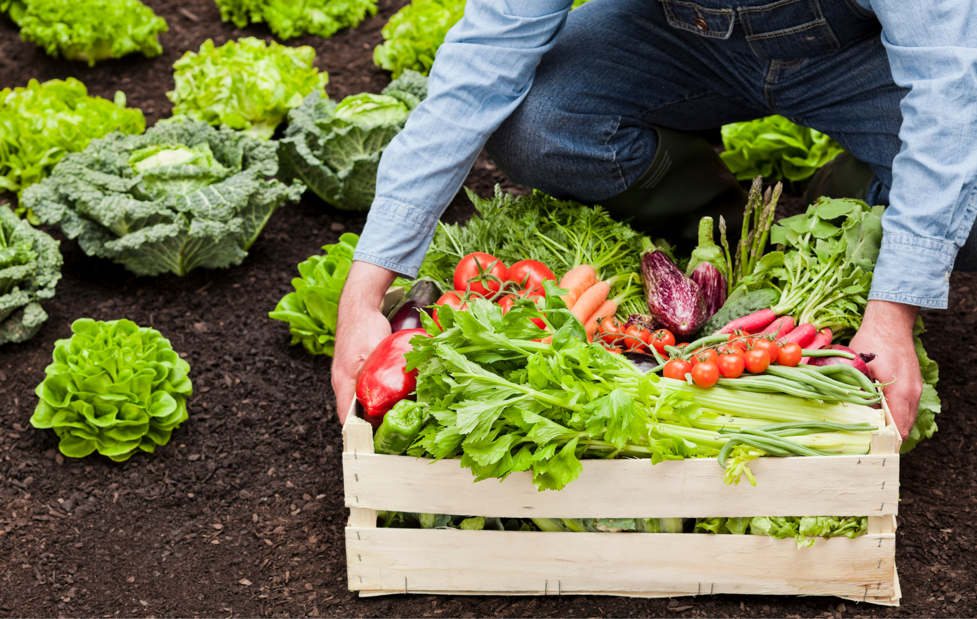 Organic farm. Органическое земледелие. Органическое сельское хозяйство. Садоводство и огородничество. Овощи в земле.