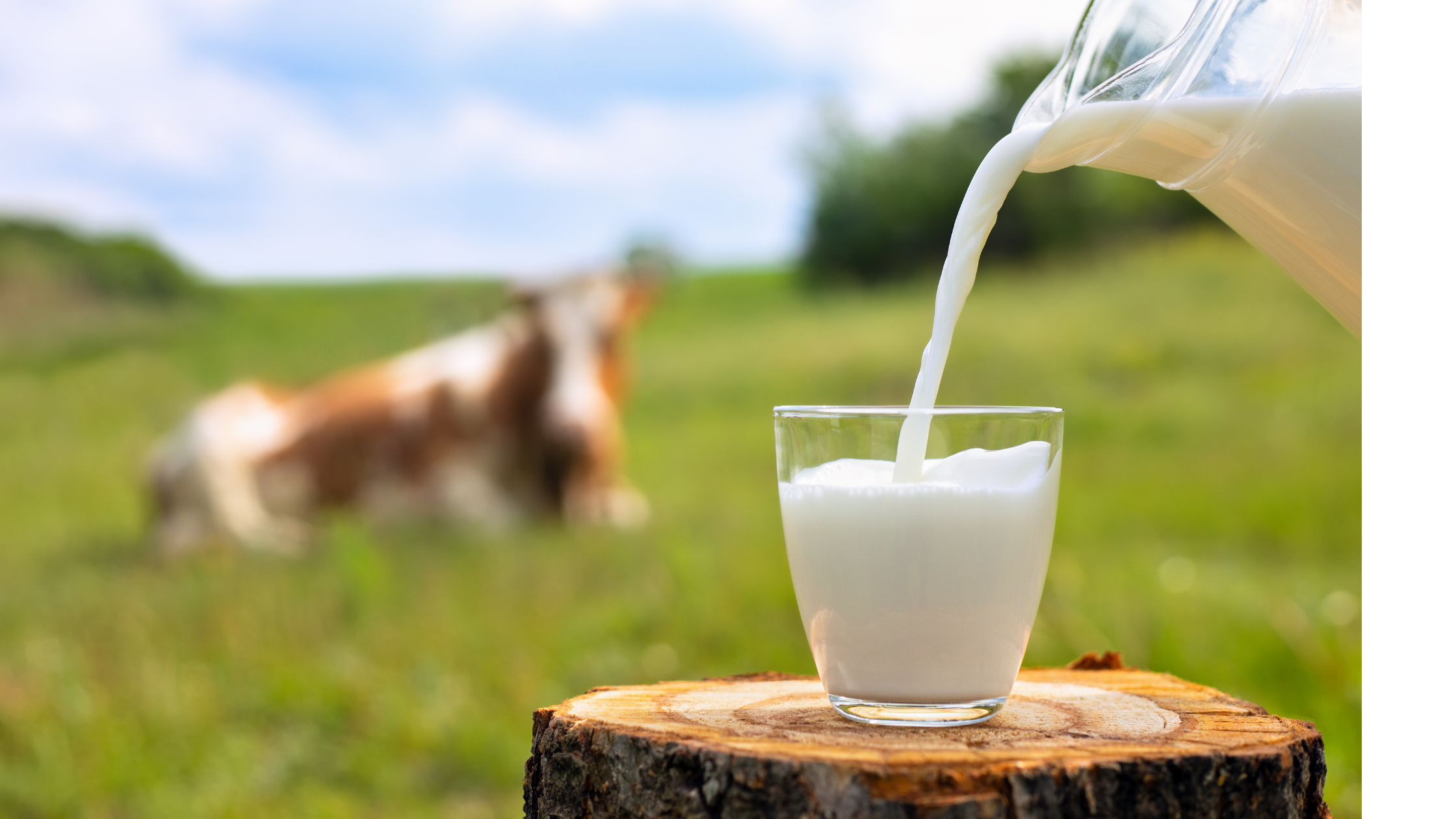 Should You Drink Grass-Fed Milk With High Cholesterol?
